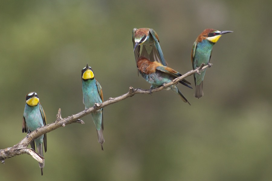 Bee Eater 8